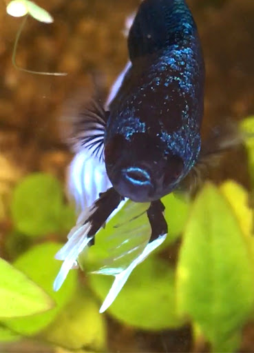 Pet Supply Store «Petco Animal Supplies», reviews and photos, 955 Ferry Blvd, Stratford, CT 06614, USA