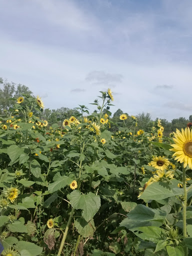 Pumpkin Patch «CornFun Corn Maze Adventure And Pumpkin Patch», reviews and photos, 9391 Lindsey Ln, Casco, MI 48064, USA