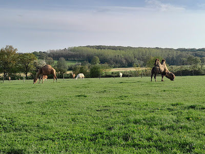L'Arche Desnoe Parc animalier à Saint-Berthevin
