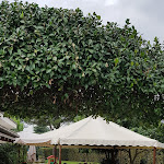 Photo n°3 de l'avis de Frensi.u fait le 06/10/2018 à 00:05 sur le  Trattoria Da Ciccio di Spadetto G. e C. à Caerano di San Marco