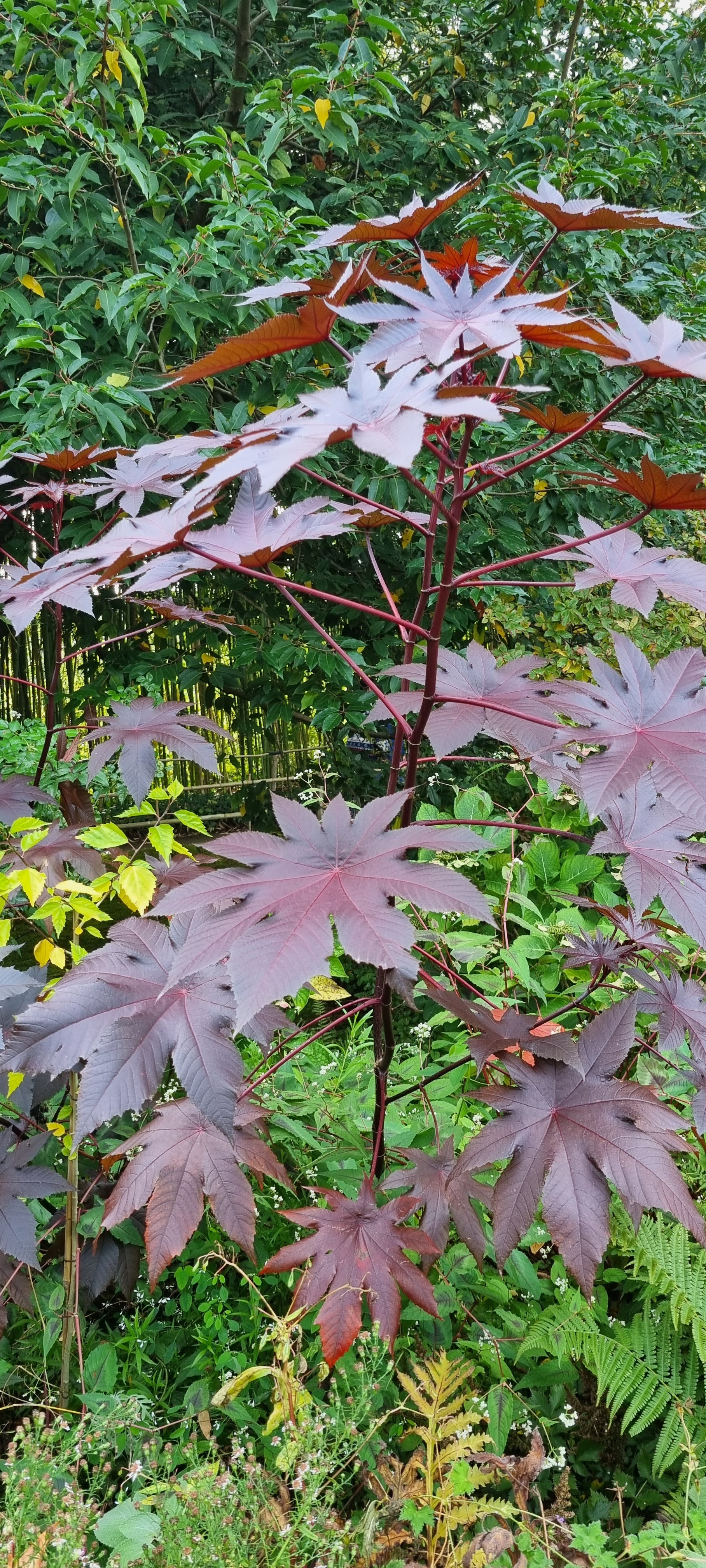 Photo n° 12 de l'avis de lemagicien40. fait le 03/11/2023 à 07:28