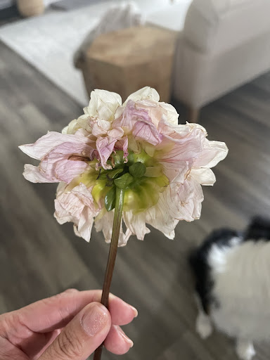 Florist «The Perfect Petal», reviews and photos, 3600 W 32nd Ave Ste B, Denver, CO 80211, USA