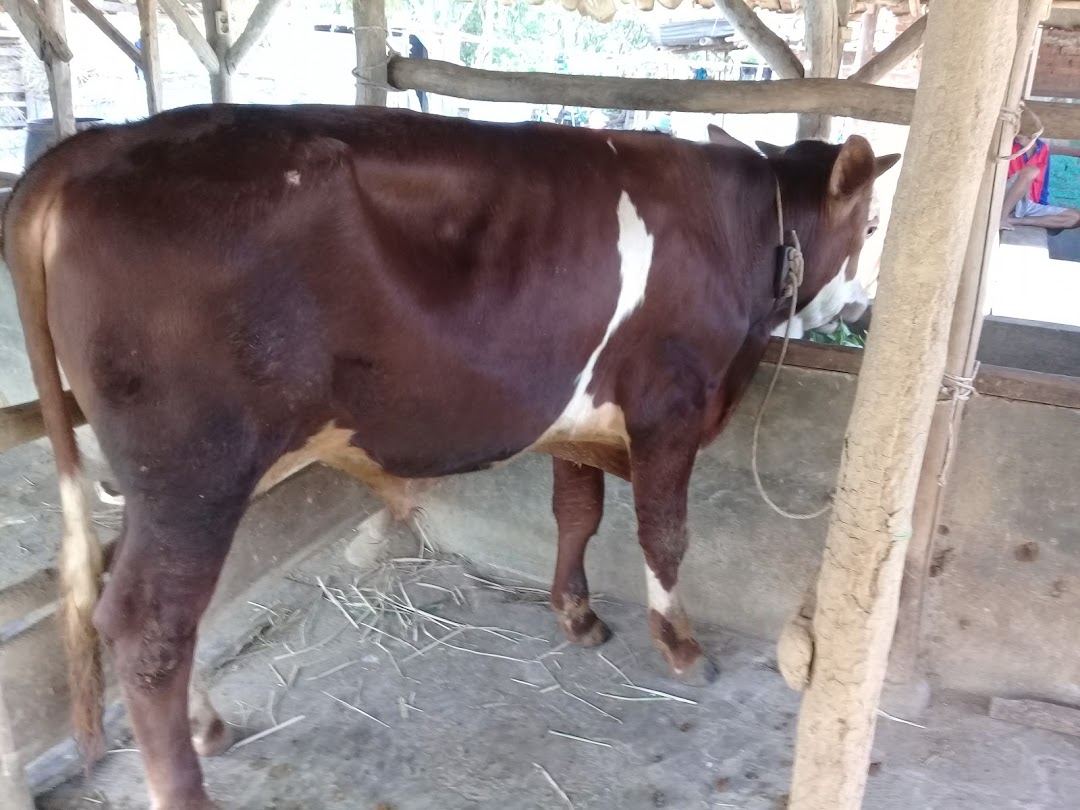 Azyan Farm Jual Sapi Potong Qurban