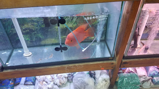 Pet Supply Store «New Lucky Fish Aquarium & Pet Supply», reviews and photos, 4818 8th Ave, Brooklyn, NY 11220, USA