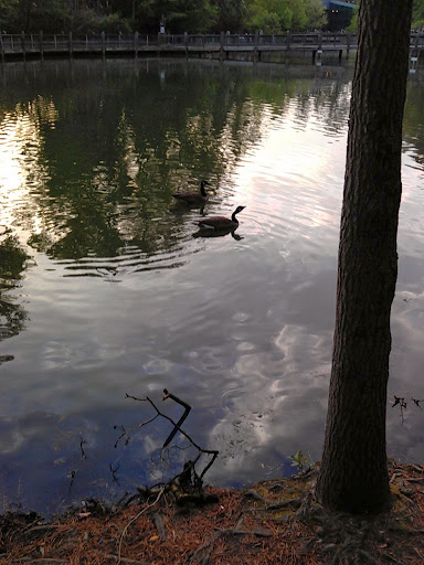 Nature Preserve «Lake Maury Natural Area», reviews and photos, Gatewood Rd, Newport News, VA 23601, USA