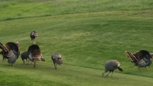 Public Golf Course «Boundary Oak Golf Course», reviews and photos, 3800 Valley Vista Rd, Walnut Creek, CA 94598, USA