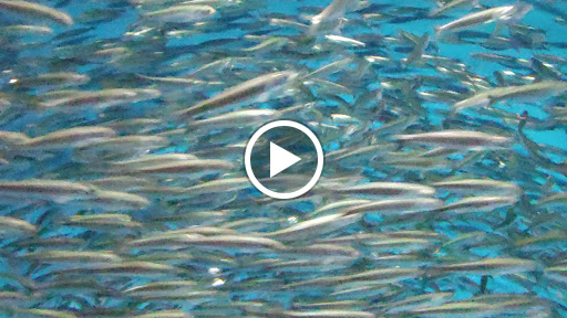 Grocery Store «Safeway», reviews and photos, 1212 Forest Ave, Pacific Grove, CA 93950, USA