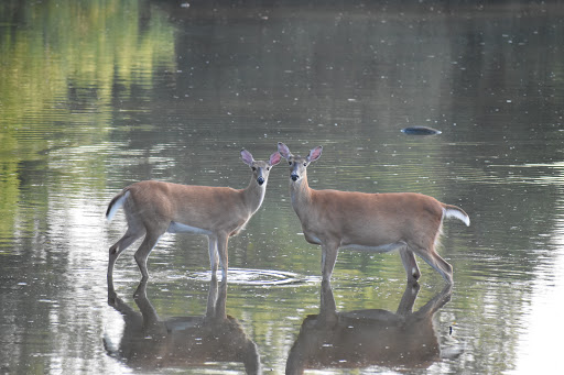 Nature Preserve «North Mount Loretto State Forest», reviews and photos, 6450 Hylan Blvd, Staten Island, NY 10309, USA