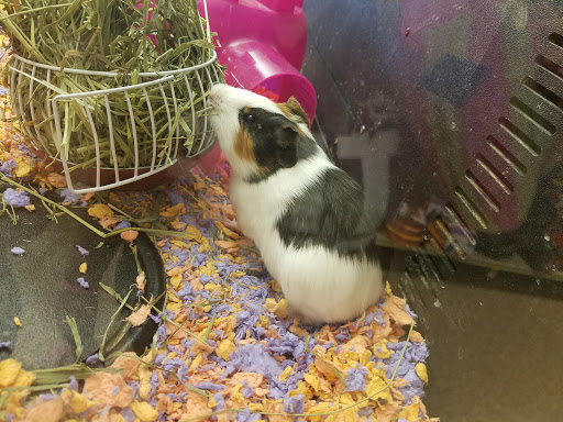 Pet Supply Store «PetSmart», reviews and photos, 1549 Bay Area Blvd, Webster, TX 77598, USA