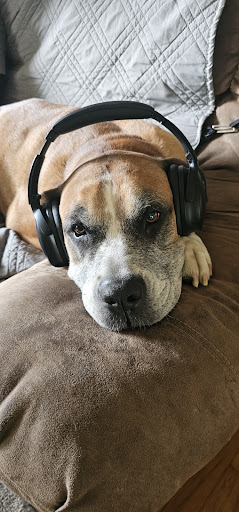 Crest Animal Hospital: Breinin Kara DVM image