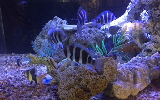 Tropical Fish Store «Jurassic Aquatics & Pets», reviews and photos, 1413 Golden Gate Blvd E, Cleveland, OH 44124, USA