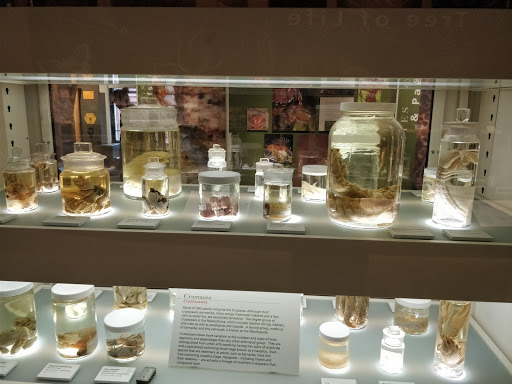 Museum «Peabody Museum of Archaeology and Ethnology», reviews and photos, 11 Divinity Ave, Cambridge, MA 02138, USA