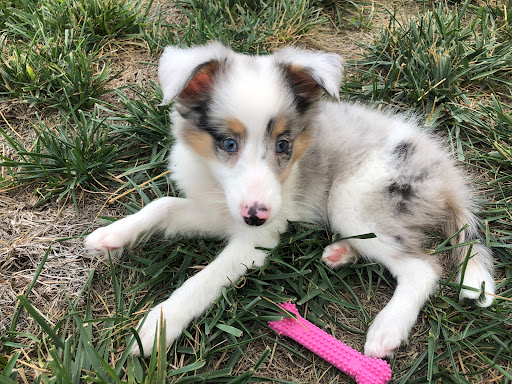 Pet Store «Pet City Pet Shops», reviews and photos, 750 Citadel Dr N # 2092, Colorado Springs, CO 80909, USA