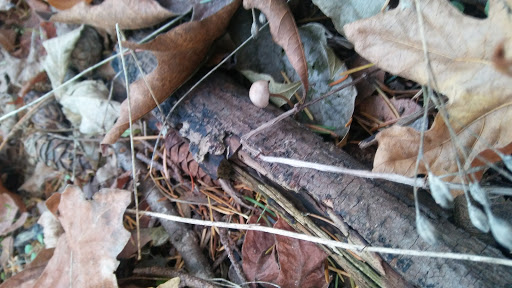 Park «A.M. Kennedy Park», reviews and photos, 10200 SW Kennedy St, Beaverton, OR 97005, USA