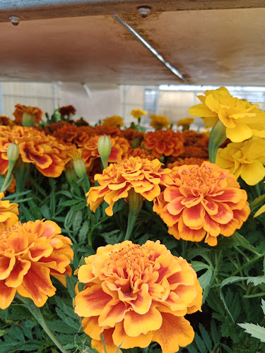 Le Temps Des Fleurs Marcigny - Paysagiste