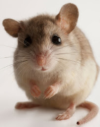 A&W Pest Control - Photo 4 - Car repair in , Modesto