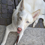 Photo n°5 de l'avis de Pietro.a fait le 12/06/2021 à 18:29 sur le  Mignon on Lake Como Pastry Shop à Como