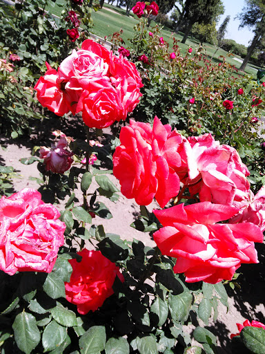 Golf Club «Turlock Golf and Country Club», reviews and photos, 10532 Golf Link Rd, Turlock, CA 95380, USA