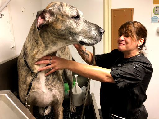 Pet Supply Store «Petport Pet Supply and Grooming Salon», reviews and photos, 40 Main St, Northport, NY 11768, USA