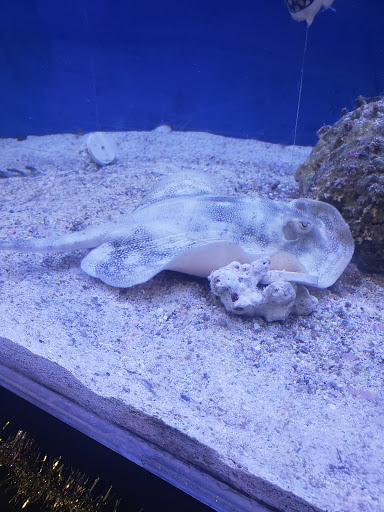 Tropical Fish Store «Coral Reef Aquariums», reviews and photos, 8416 N Armenia Ave, Tampa, FL 33604, USA