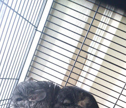 Roedores y Alimentos Hermosillo photo