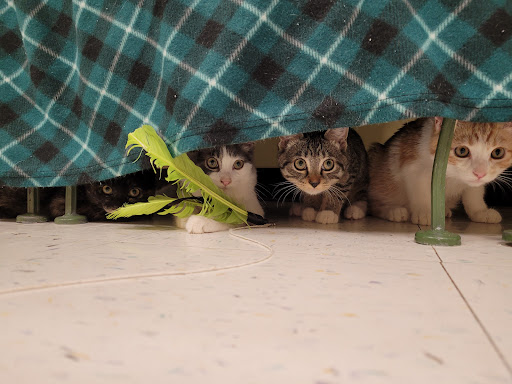 Pet Supply Store «Petco Animal Supplies», reviews and photos, 8775 SW Tualatin-Sherwood Rd, Tualatin, OR 97062, USA