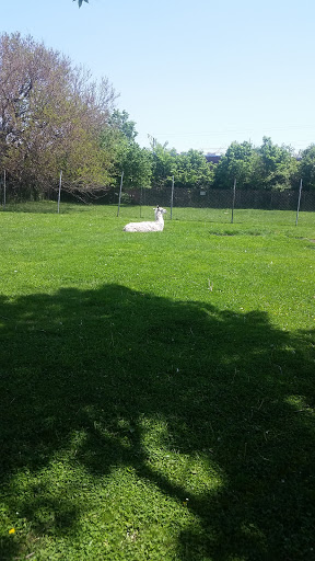 Pet Store «Animal Feeds & Needs», reviews and photos, 401 W Golf Rd, Arlington Heights, IL 60005, USA