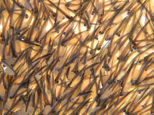 Zion Grove Trout Hatchery