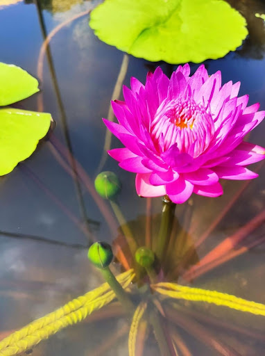 Top 20 cửa hàng cây kiểng Huyện Ba Vì Hà Nội 2022