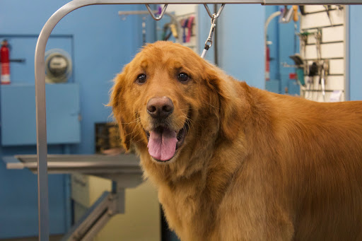 Pet Supply Store «Ridge Dog Shop», reviews and photos, 1505 N Parham Rd, Richmond, VA 23229, USA