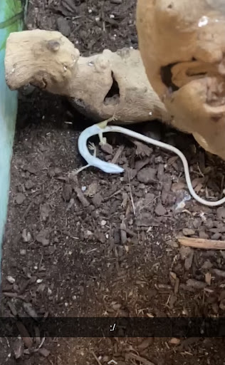 Pet Store «Super Pets», reviews and photos, 1807 E Chapman Ave, Orange, CA 92867, USA