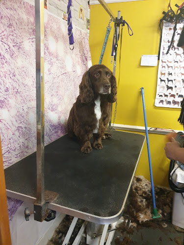 In The Dog House Dog Grooming Lincoln - Lincoln