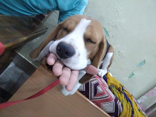 Dr. Anand’s Pets Clinic - Best Pet Clinic | Vetenary Clinic | Dog Clinic In Vikaspuri delhi
