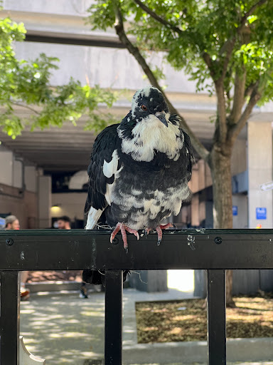 Park «Frieda Garcia Park», reviews and photos, 45 Stanhope St, Boston, MA 02116, USA