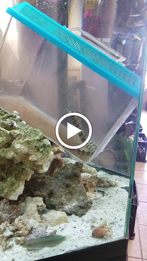 Pet Store «Fish Bowl Pets», reviews and photos, 1013 Hope St, Stamford, CT 06907, USA