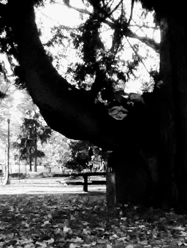 Park «Holladay Park», reviews and photos, NE Holladay St & NE 11th Ave, Portland, OR 97232, USA