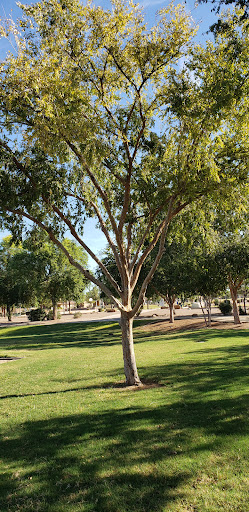 Park «Pinelake Park», reviews and photos, 598 E Crescent Way, Chandler, AZ 85249, USA