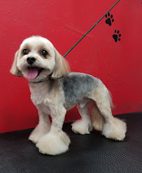 Puppy Boutique - Photo 5 - Car repair in Santa Clarita, CA, Santa Clarita