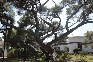 Garibaldi Museum in Caprera image