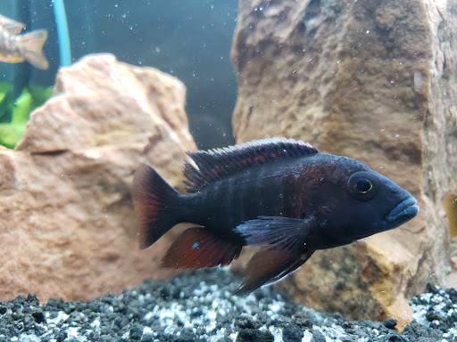 Pet Store «Woofs & Waves», reviews and photos, 5426 Arrowhead Pkwy E, Sioux Falls, SD 57110, USA