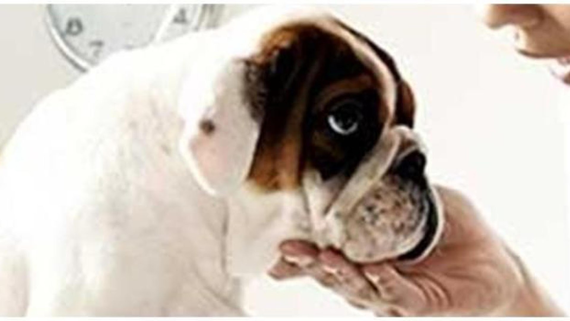 Clínica Veterinaria Leioa