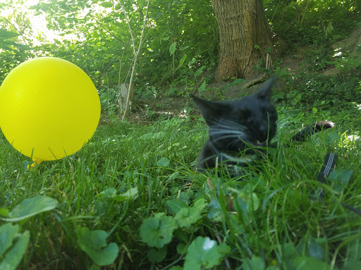 Park «Bingham Park», reviews and photos, 160 Coral Ave, Louisville, KY 40206, USA