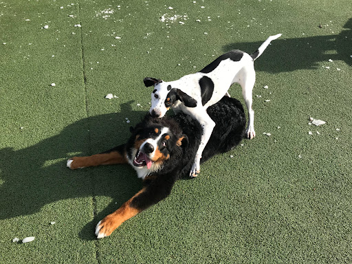 Pet Store «Happy, Clean and Smart», reviews and photos, 5700 W Kilgore Ave, Muncie, IN 47304, USA