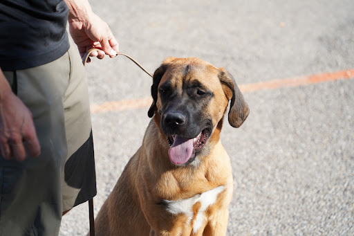 Bulletproof Dog Training