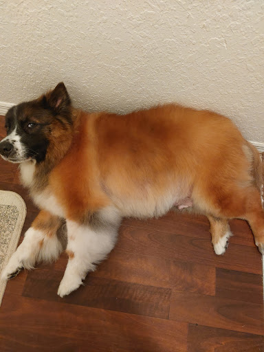 Pet Supply Store «Petco Animal Supplies», reviews and photos, 2434 W Brandon Blvd, Brandon, FL 33511, USA