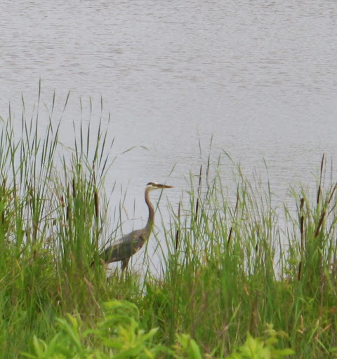 Bird Watching Area «Coffee Creek Watershed Preserve», reviews and photos, 2401 Village Point, Chesterton, IN 46304, USA