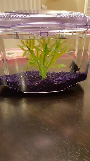 Pet Supply Store «Petco Animal Supplies», reviews and photos, 3485 Grand Oaks, Corona, CA 92881, USA