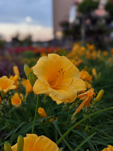 Home Improvement Store «The Home Depot», reviews and photos, 9051 Snowden River Pkwy, Columbia, MD 21046, USA