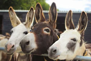 The Donkey Sanctuary Ireland image