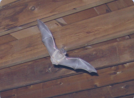 Pest Control Service «Critter Control», reviews and photos